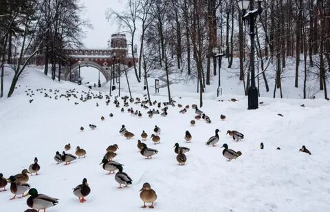 Парка утка