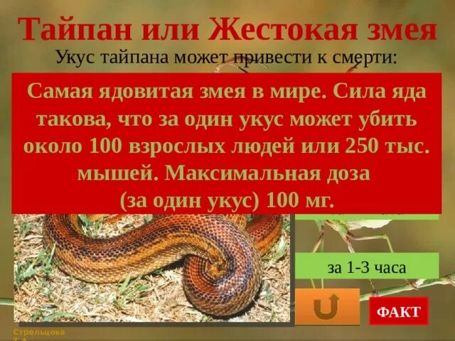 Тайпан минус. Тайпан или жестокая змея.
