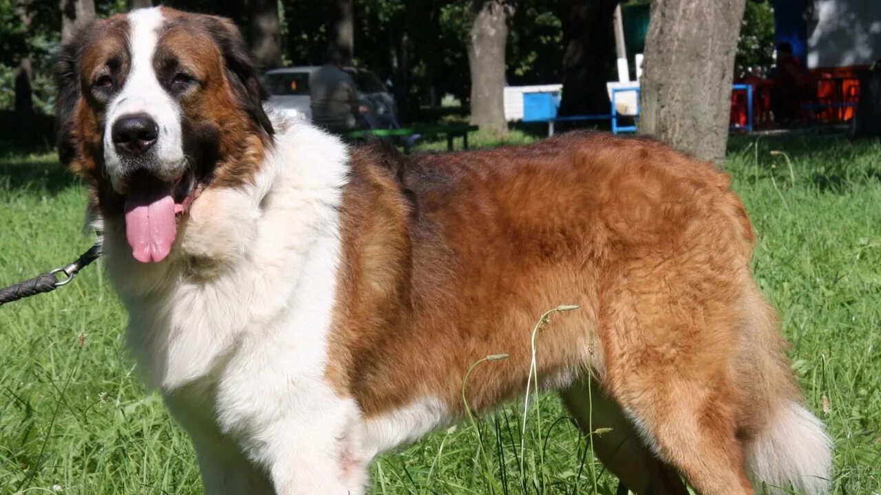 Породы сторожевых фото. Московская сторожевая щенки. Породы сторожевых фото. Собаки породы московская сторожевая. Сторожевые породы собак сенбернар.
