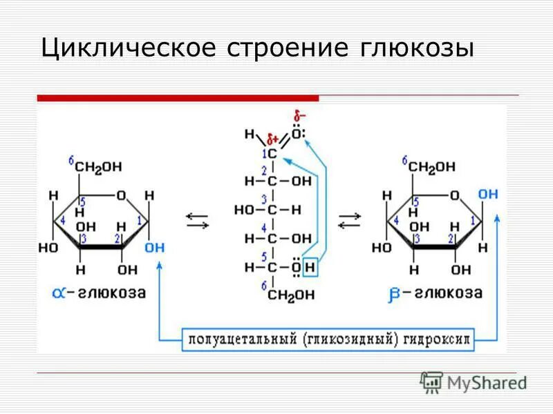 Строение глюкозы и фруктозы