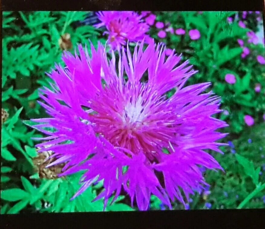 Купить билеты на василек. Василек многолетник. Centaurea pulcherrima. Василек горный многолетний. Василек иволистный.