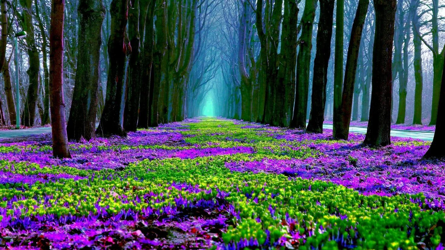 Purple ground