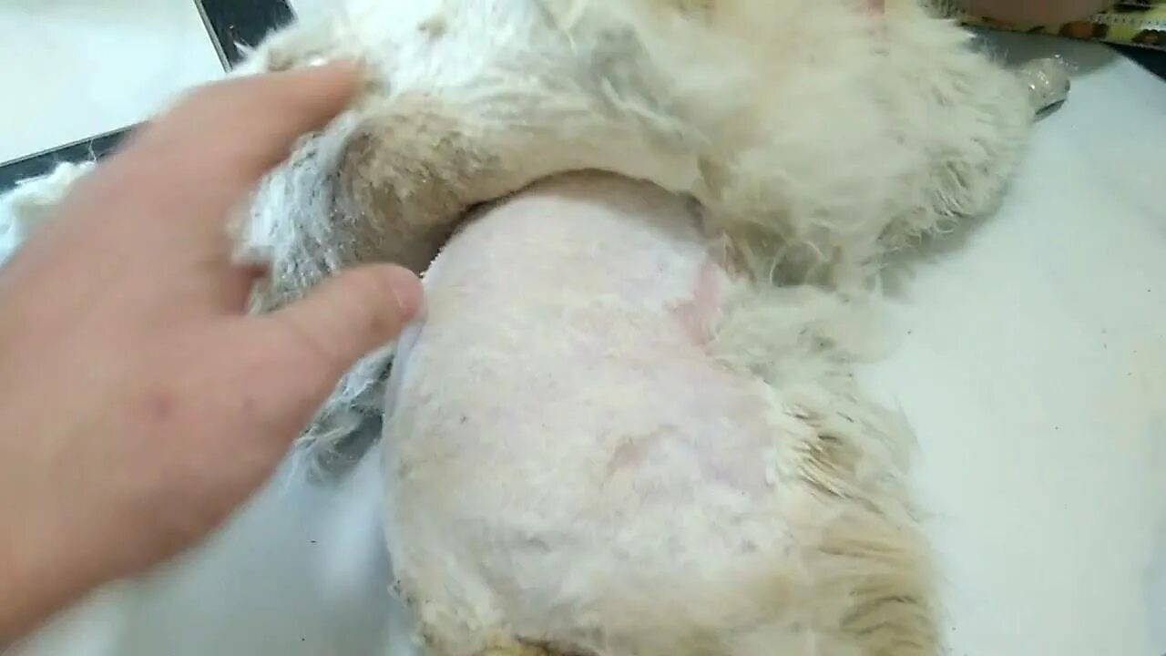 Как удалить колтуны у кошки. Вырезать колтуны у кота.