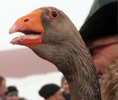 Бойцовские гуси