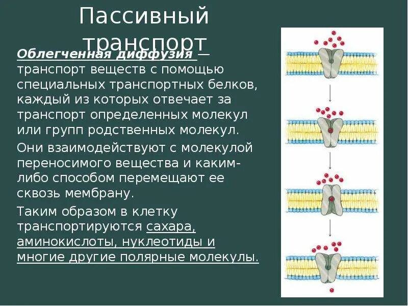 Механизмы транспорта веществ через мембрану клетки. Виды транспортных веществ через клеточную мембрану. Биомембраны пассивный транспорт. Для пассивного транспорта веществ характерно. Активный мембранный транспорт.