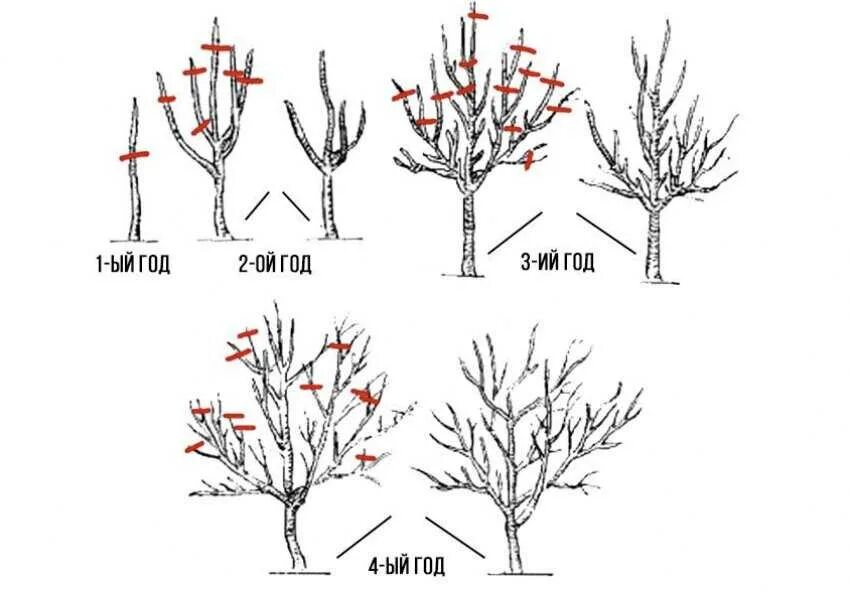 Как обрезать молодые деревья весной. Схема обрезки яблони весной. Обрезка яблони весной схема. Подрезка яблонь весной схема. Схема подрезки яблони.