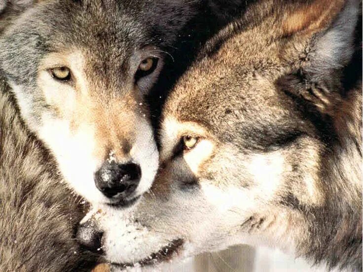 Полюбить волка. Волк и волчица. Волки нежность. Волки пара. Волк и волчица любовь.