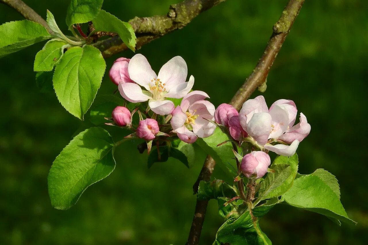Цвета ли яблони. Яблоня хубейская. Яблоневый цвет (Apple Blossom). Яблоня Анабель цветет. Яблоня маньчжурская.