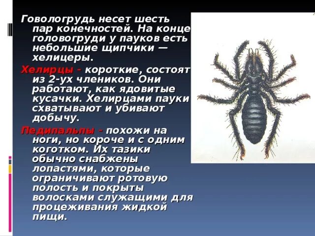Паукообразные пар ног. Конечности головогруди паукообразных. пары конечностей у паукообразных. конечности на головогруди у пауков. число конечностей головогруди пауков.