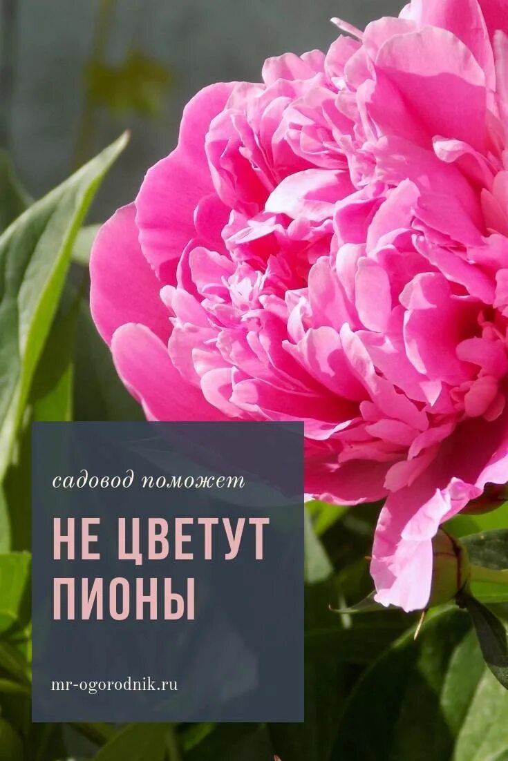 Почему не цветет пион что делать. Древовидные пионы. 101 Распустившийся ПИОНПИОН. СНК пионы. Бутон древовидного пиона.