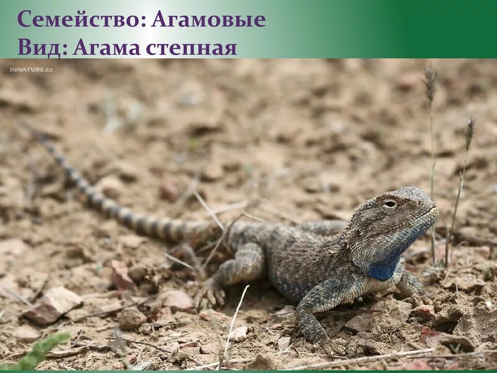 Подотряд ящерицы. Ящерица агама Степная. Агама Кавказская и агама Степная. Равнинные агамы. Когти агама Степная.