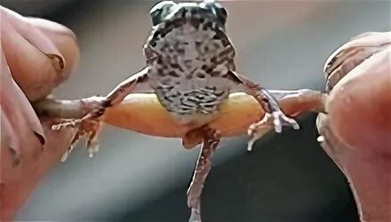 Есть ли лягушка пауков