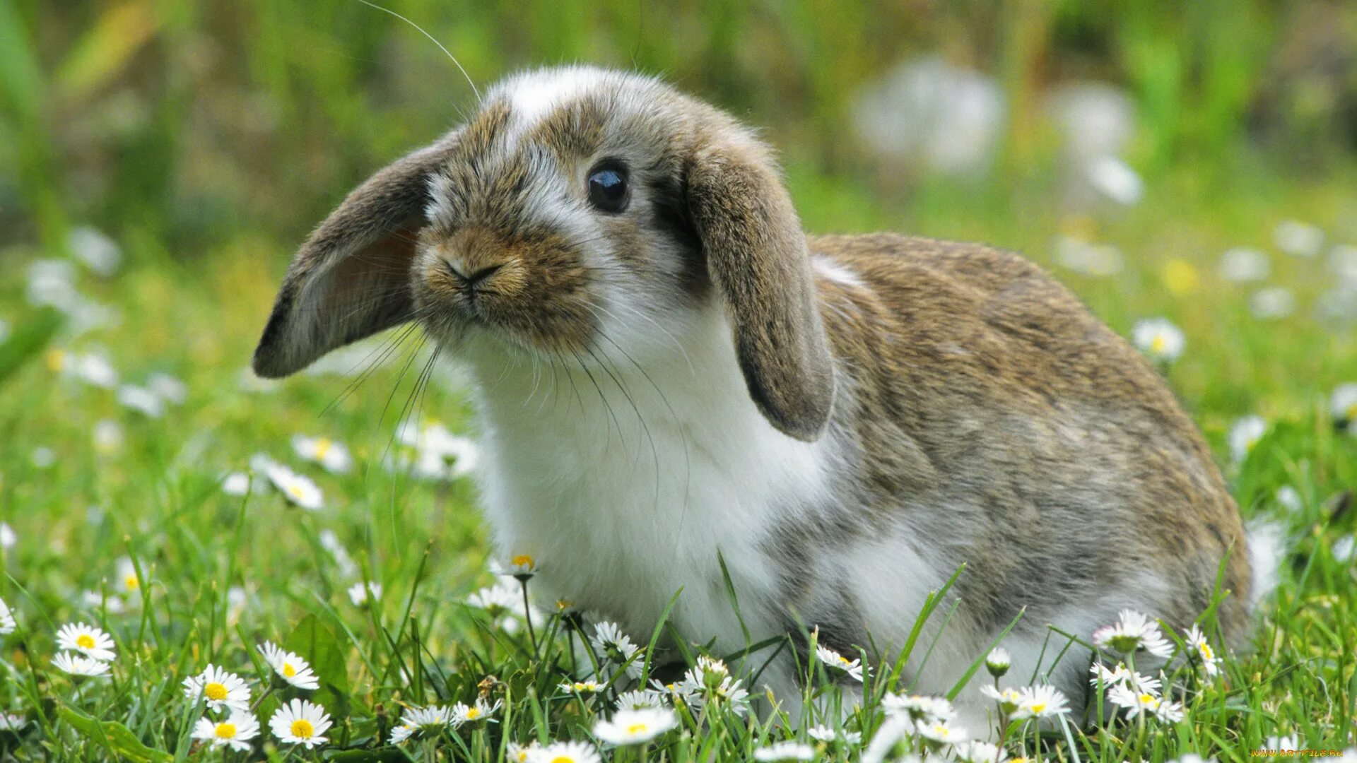 Animals rabbit. Красивый заяц. Красивый кролик. Животные кролики. Милые кролики.