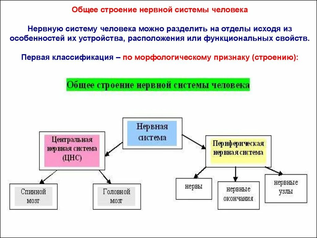 По каким принципам классифицируют отделы нервной. Морфологическое строение нервной системы. Строение и классификация нервной системы. Классификация нервной системы по функциональному признаку. Строение нервной системы функциональная классификация.