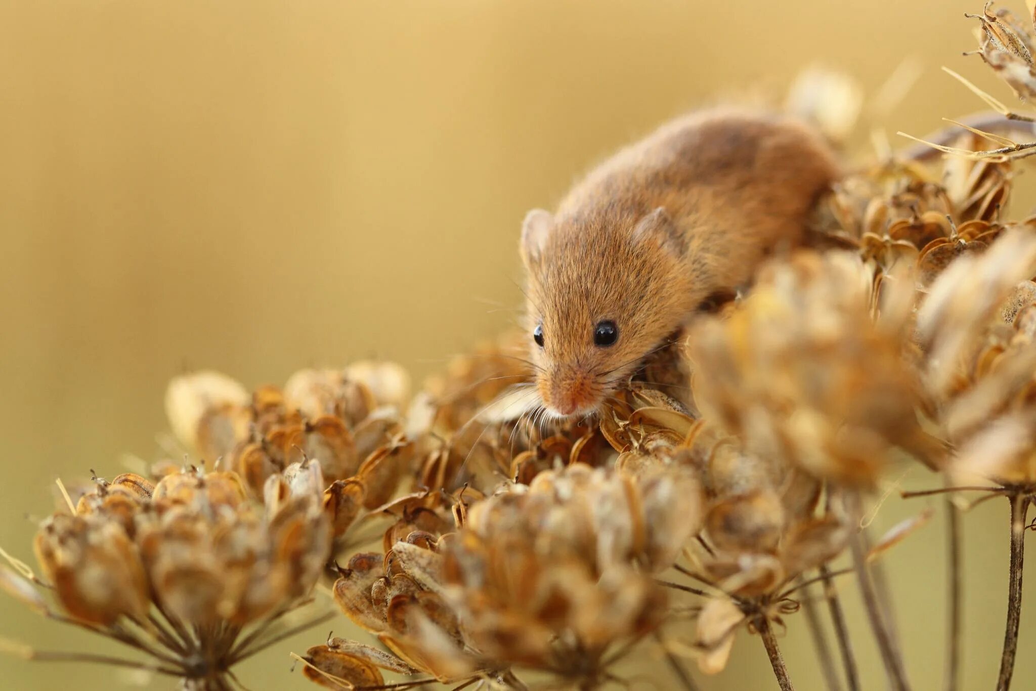 1 i a mouse