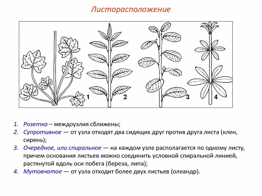 Клевер луговой тип соцветия листорасположение. Типы листорасположения. типы листорасположения у растений. спиральное листорасположение. очередное листорасположение.