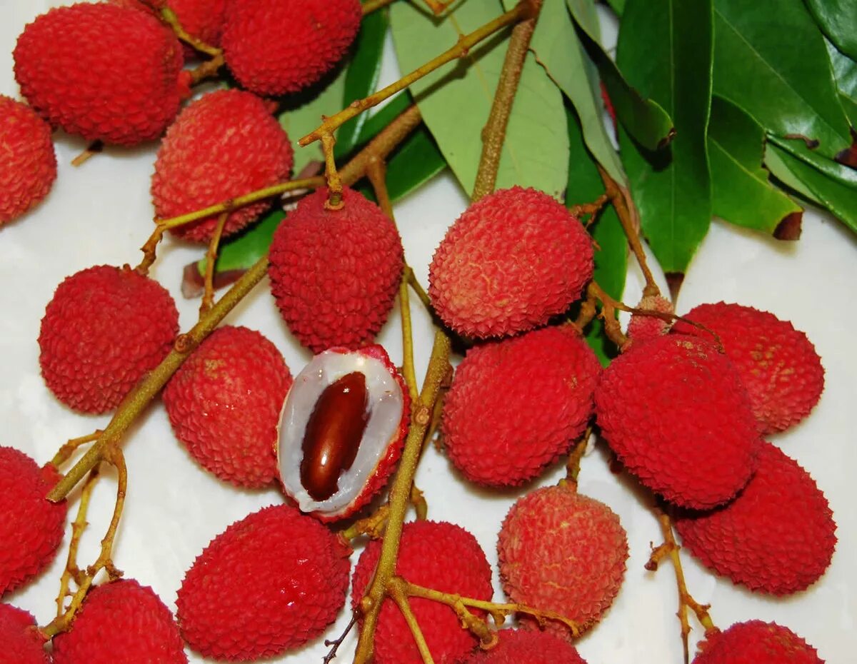 Litchi chinensis. Личи литчи китайская слива. Личи Драконий глаз. Личи ягода дерево. Личи фрукт в домашних