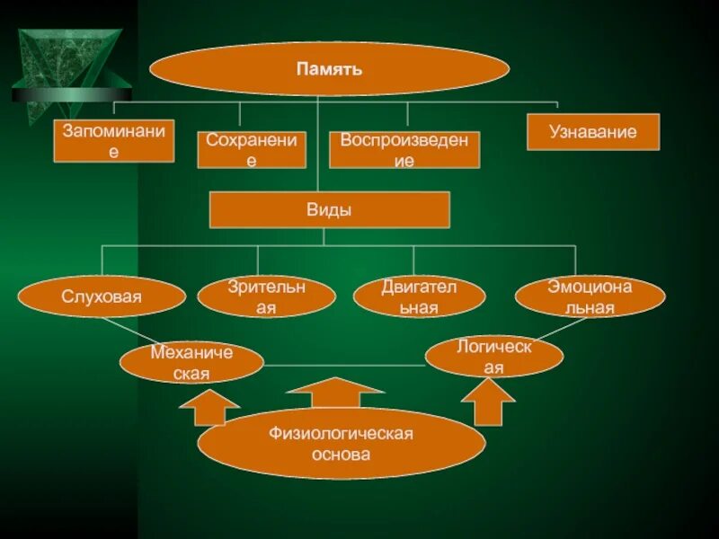 Запоминание сохранение и воспроизведение образов
