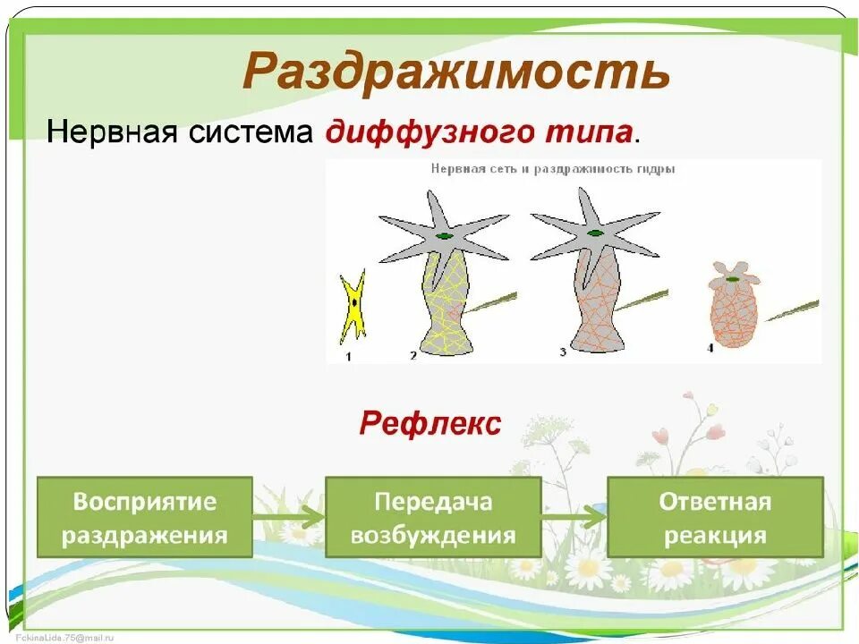 Нервная система гидры раздражимость. Нервная система кишечнополостных 7. Нервная система гидры пресноводной. Гидра нервная система диффузного типа.