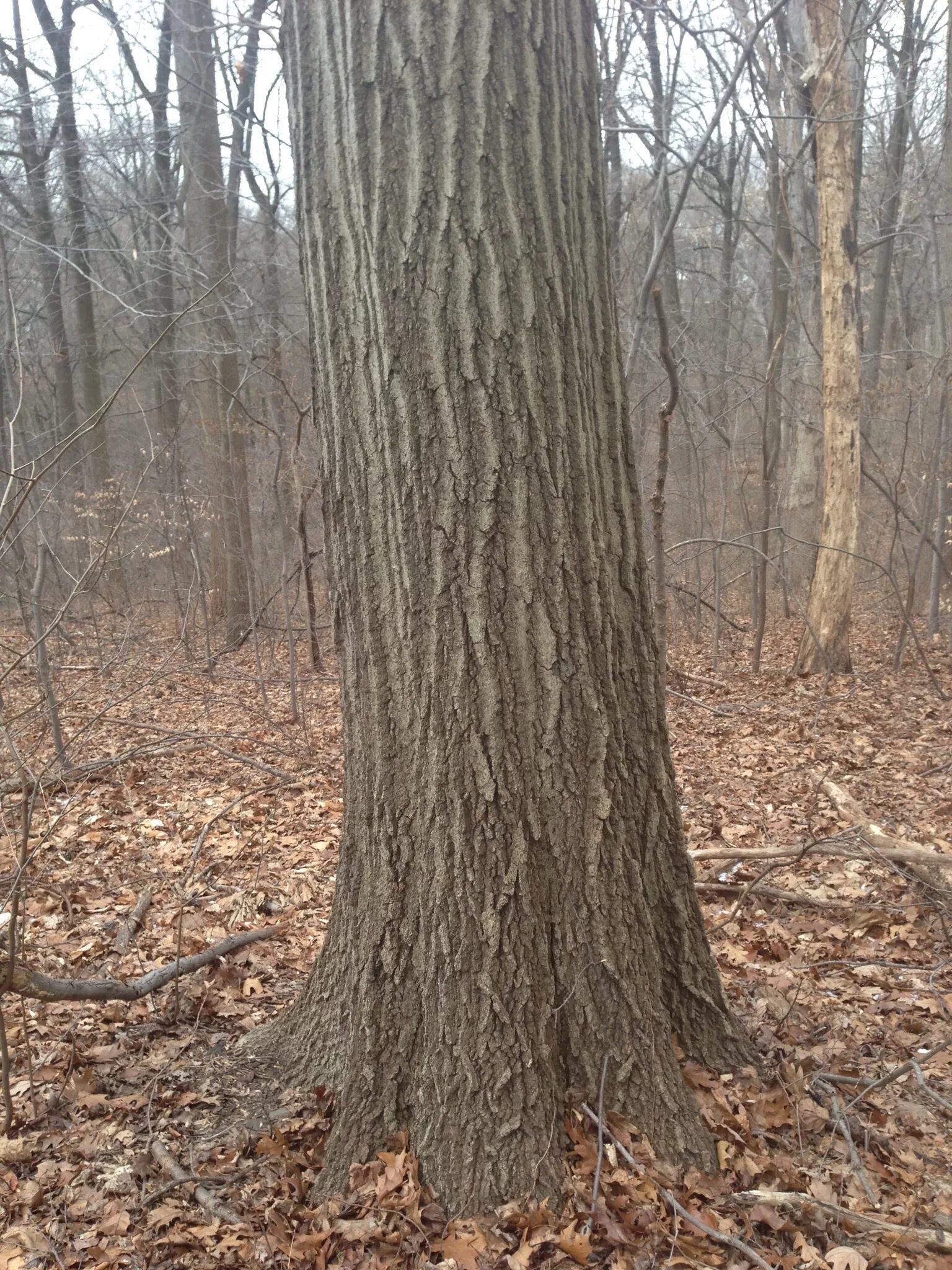 основание дуба. дуб в сибири. карагач дерево корни. ствол дуба черешчатого. панский дуб белгородская область.