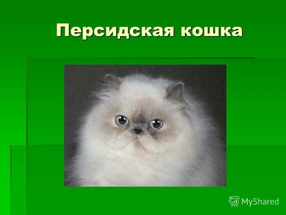 Описание характера кошки. Описание персидской породы. Сведения о персидской кошке. Персидская кошка описание. Персидский кот описание.