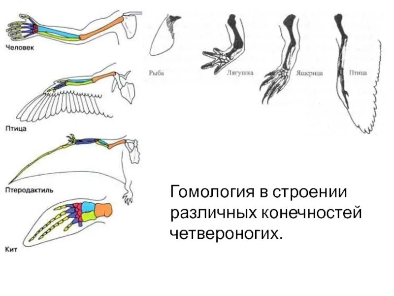 План строения позвоночных животных. Строение конечностей тетрапод. гомология. гомология строение. гомология органов дыхания у позвоночных.
