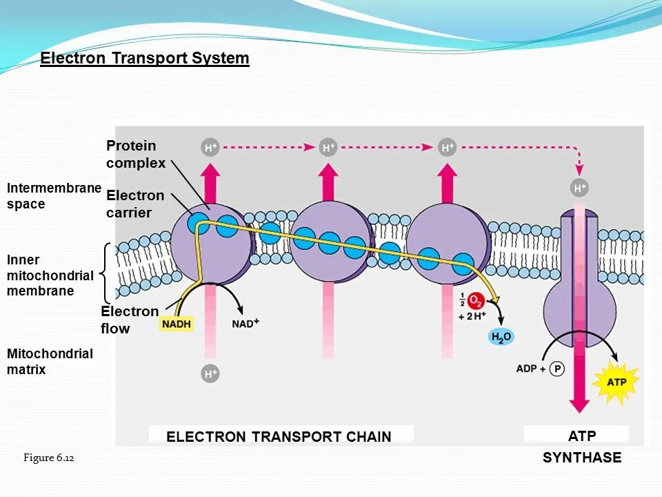Вода в космосе. Космос тасс. Система генерации кислорода "электрон-вм". Electron transport complexes. Power electronic.