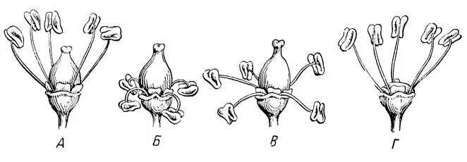 Обоеполый цветок винограда. Строение цветка винограда. Цветок винограда женского типа. Строение цветка винограда. Женский и мужской тип цветка винограда.