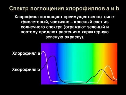 Поглощение видимого света