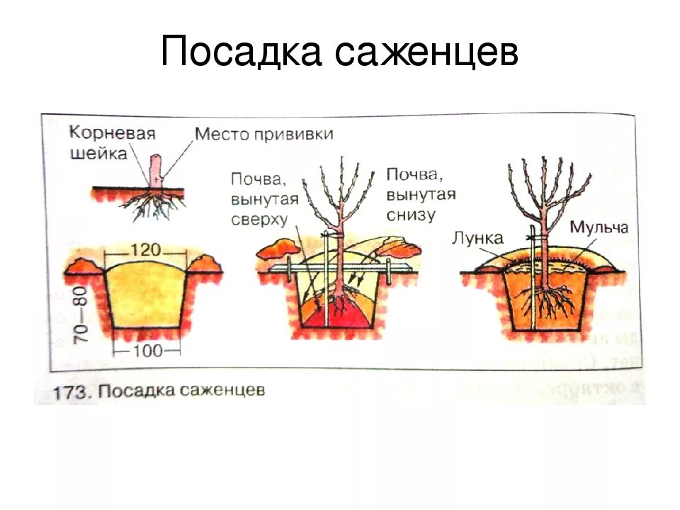 Закрытая корневая система посадка. Схема посадки саженцев с закрытой корневой системой. Корневая шейка у яблони. Схема посадки дерева корневая шейка. Схема посадки саженцев яблони.