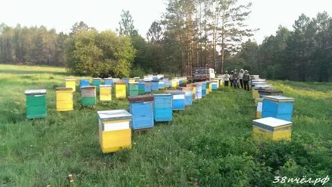 Пчеловод отзывы