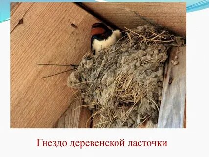 Над наличником окна было гнездо ласточек
