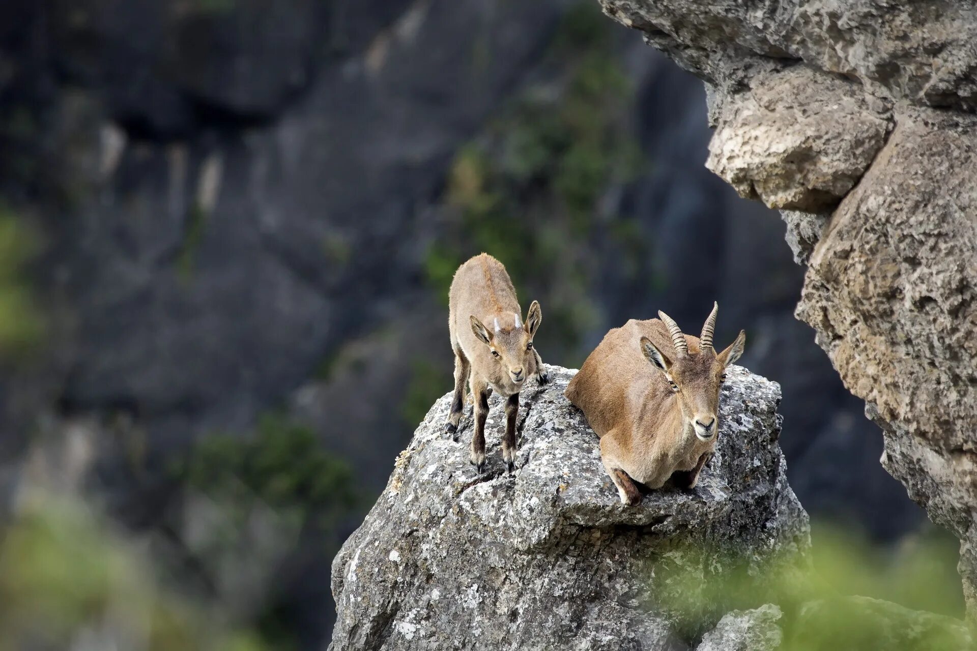 Жизнь животных в горах. Альпийский Ибекс. Альпийский горный козёл Ибекс. Горные козлы Ибексы. Ибекс Альпийский на горе.