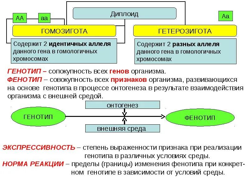 Гомозигота это в генетике