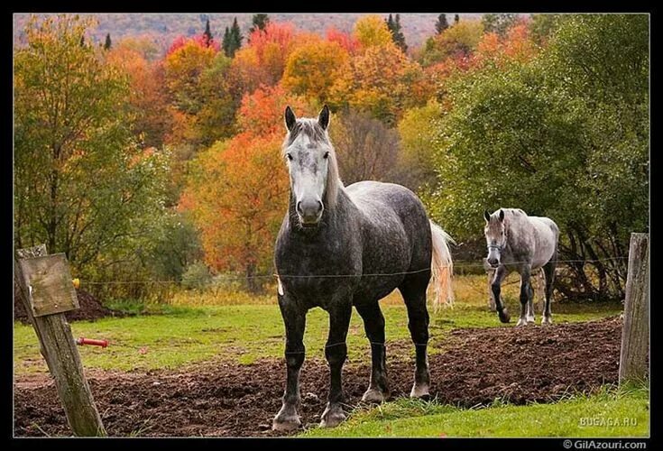 Лошадь осень. Лошадь и осень фото. Лошадь на даче. Покажи мне лошадей.