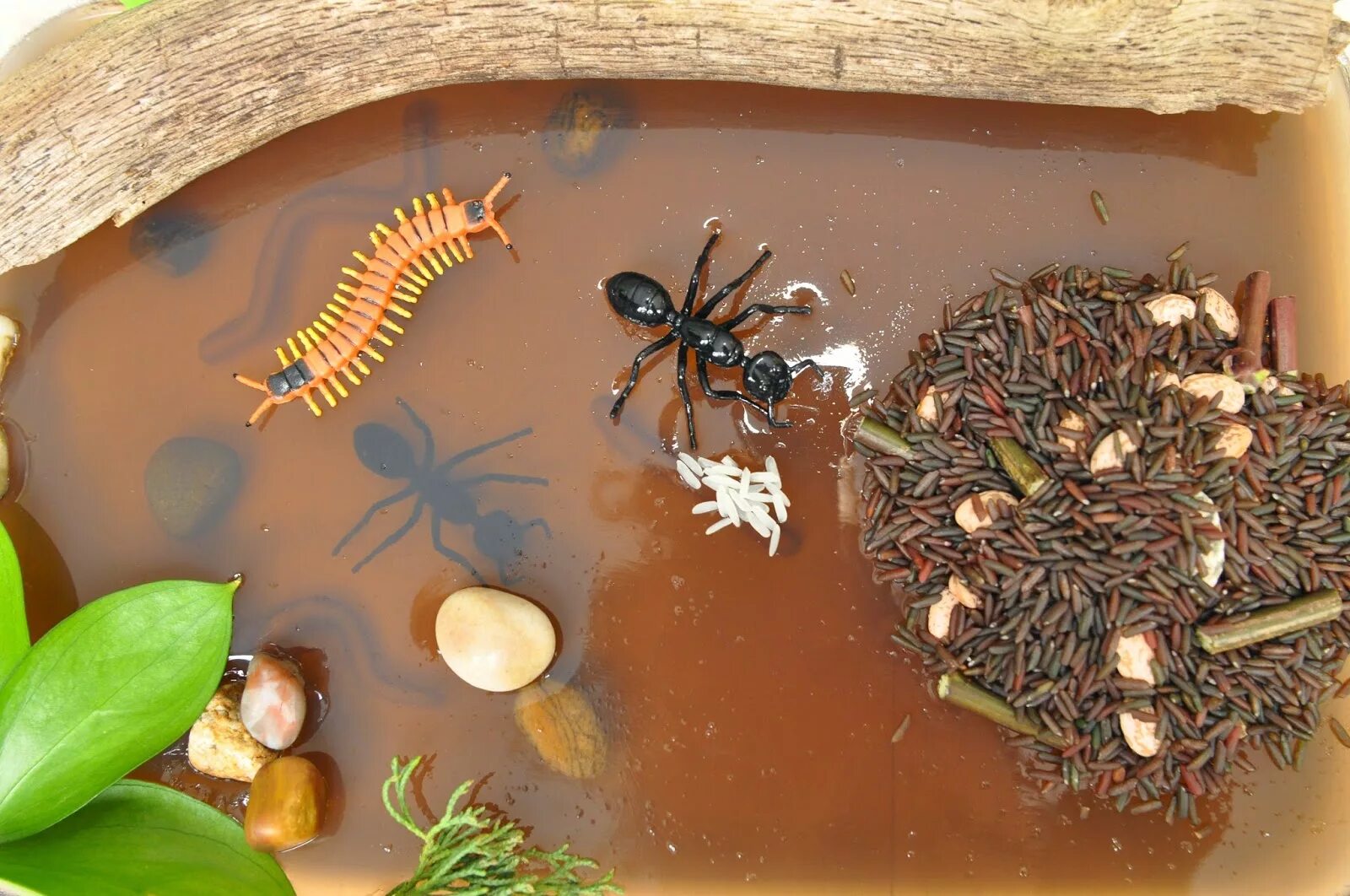 Крылья "божья коровка" 5494210. Сенсорная коробка муравейник. Цикады мимикрия. Мимикрия бабочка камилла. Коробочки для хранения насекомых.