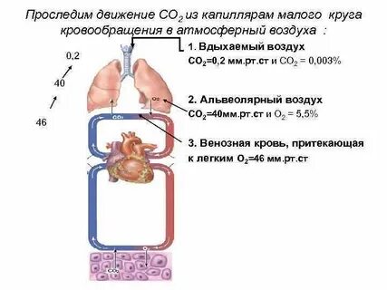 Газообмен в малом круге кровообращения