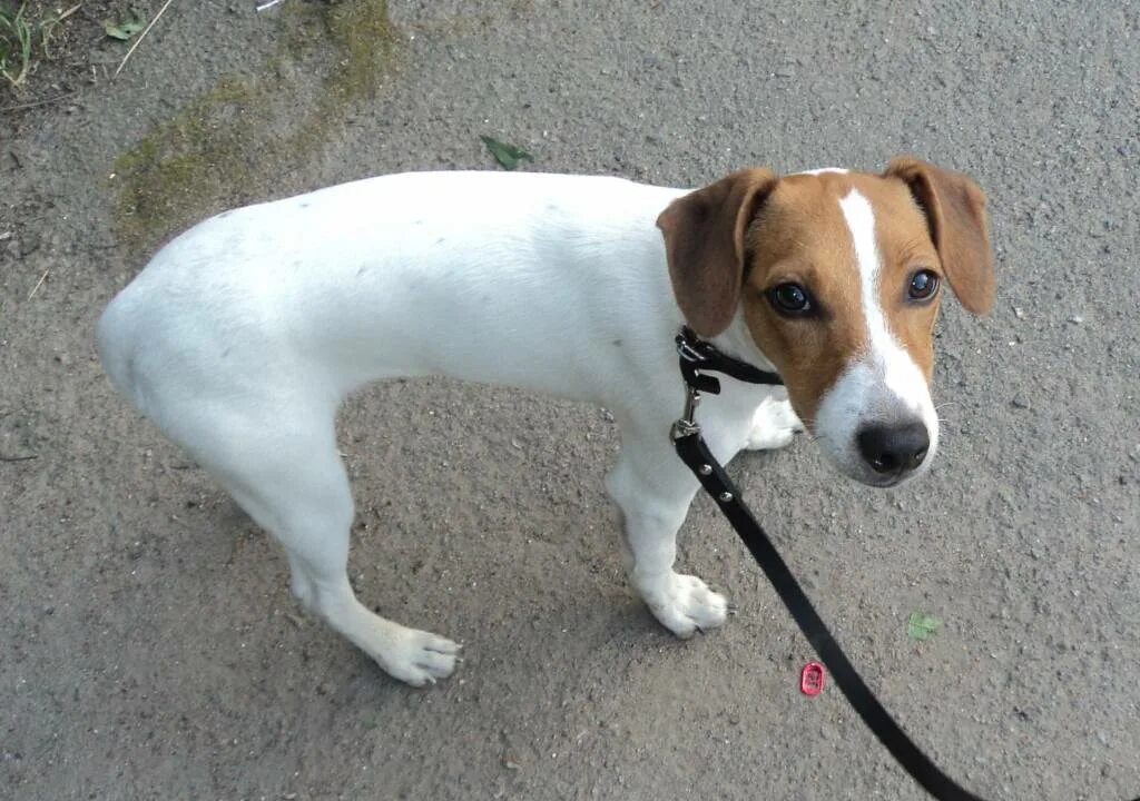 Джек рассел. Джек-рассел-терьер. Джек-рассел-терьер альбинос. Джек-рассел-терьер щенок. Далматинец дог.