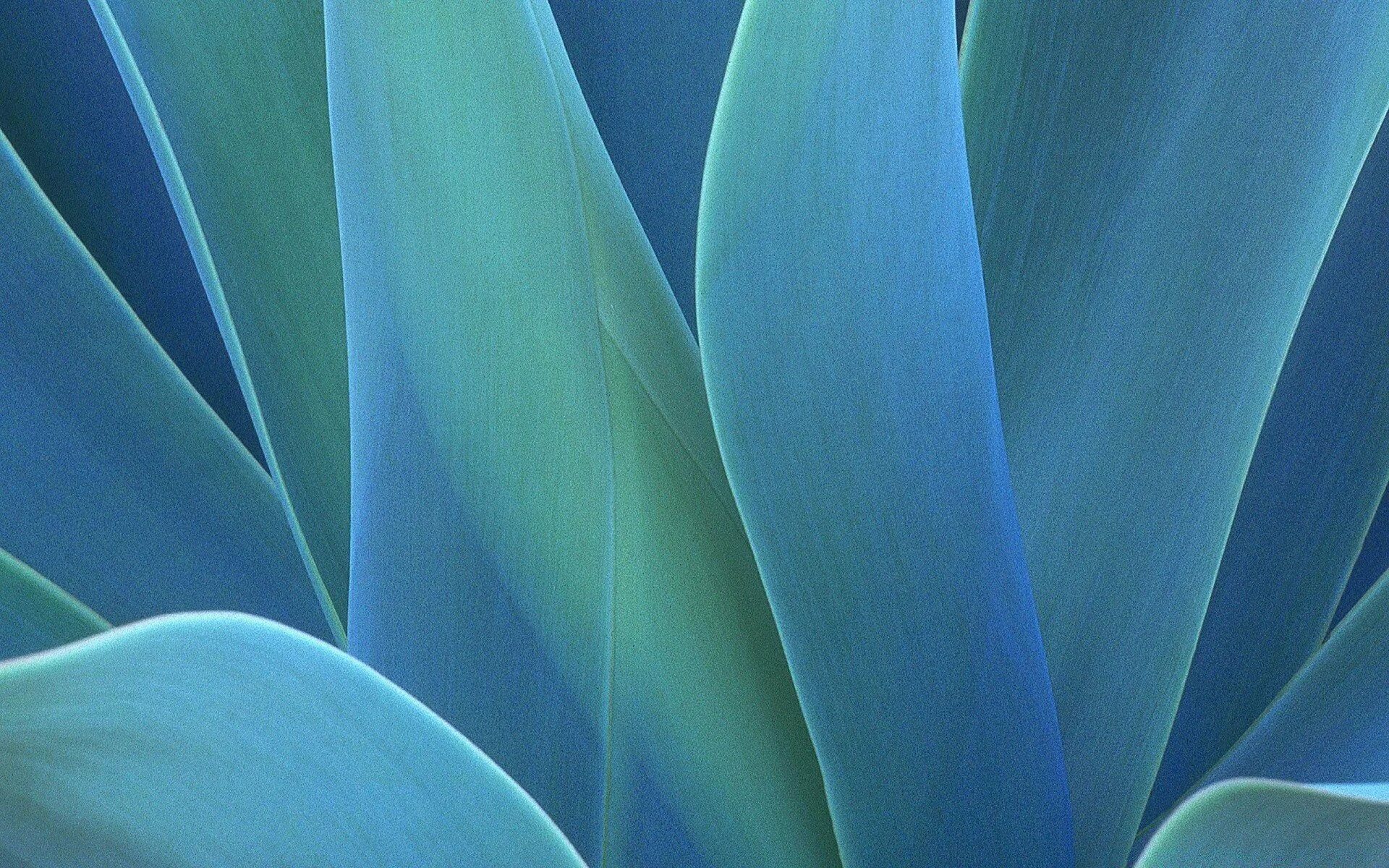 Голубая Агава цвет. Agave Green цвет. Бирюзовые листья. Сине зеленый