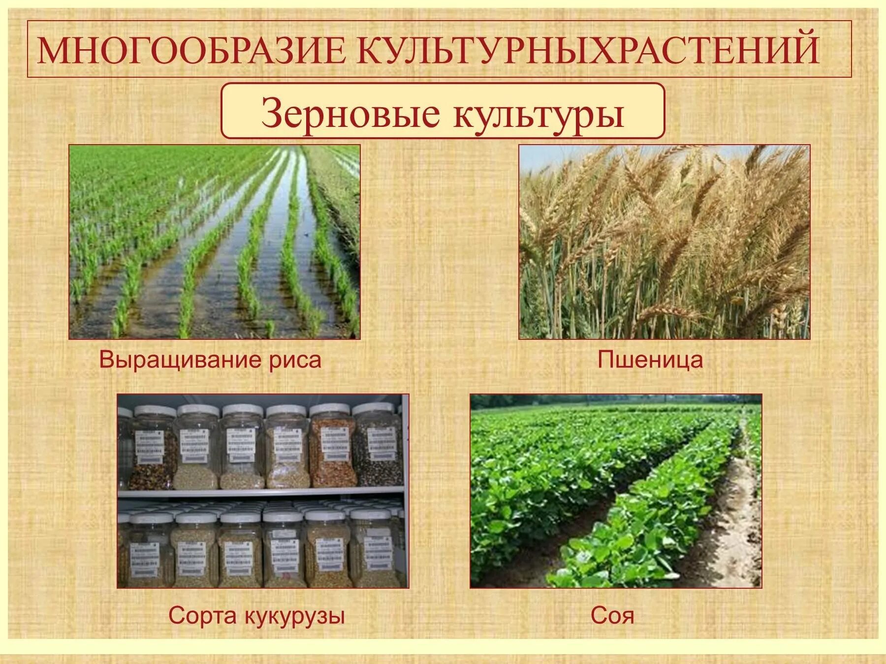 Практическая работа сравнение культурных растений 3 класс. Многообразие сортов культурных растений. Многообразие культурных растений зерновые. Рис культурное растение. Культурные растения и их классификация.