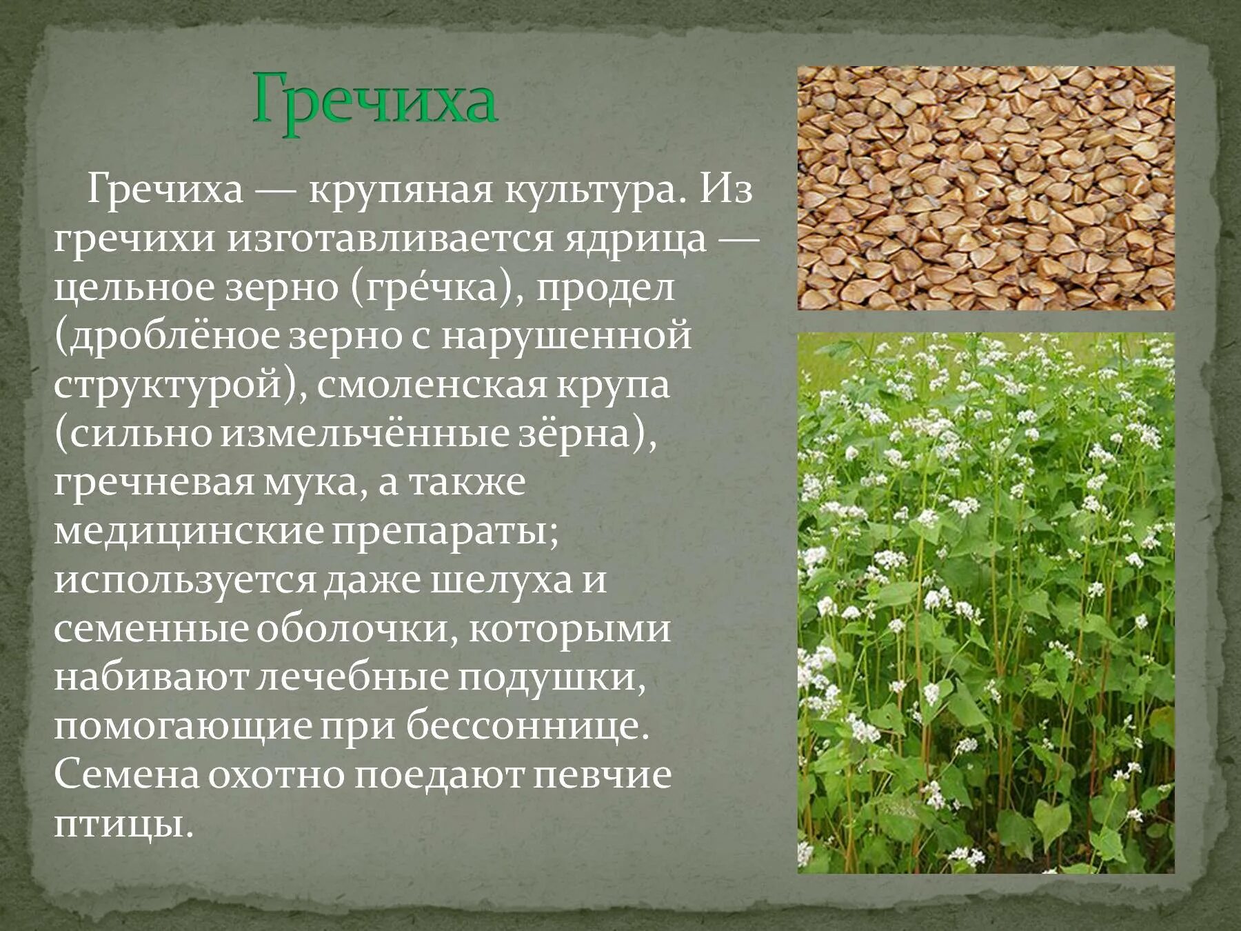 Особенности гречихи
