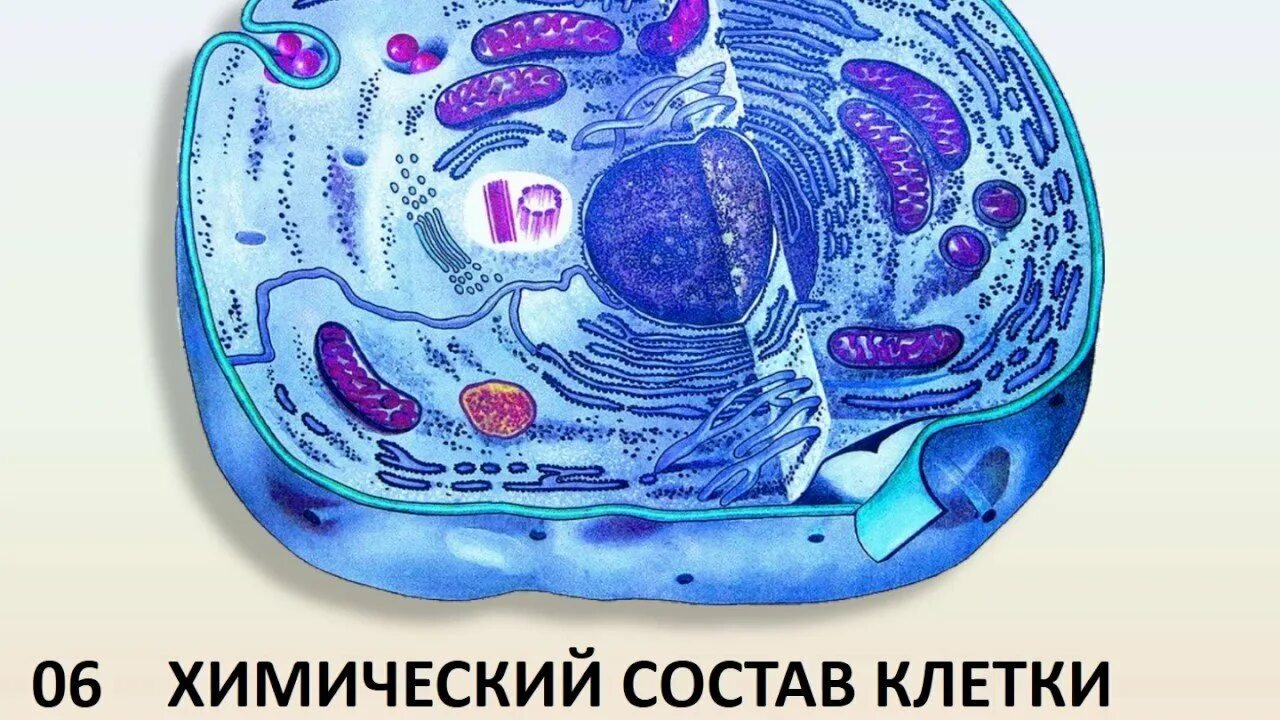 Цитоплазма клетки растений и животных. Клетка эукариот. состав клетки биология 5 класс. эукариотической клетки. эукариотная клетка.