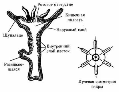 Симметрия пресноводной гидры