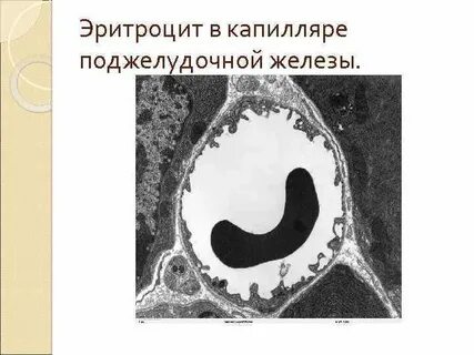 Эритроциты в капиллярах