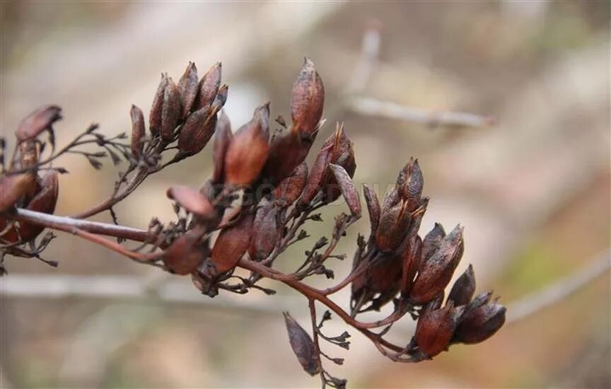 ветвях окончание