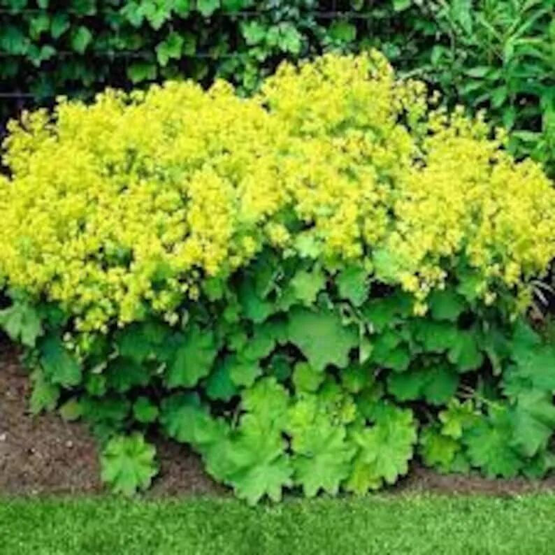 Манжетка робустика. Манжетка alchemilla mollis robustica. манжетка robustica. манжетка мягкая &#039;robustica&#039;. манжетка вариегатная.