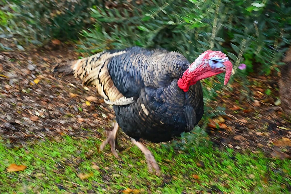 Звуки издаваемые индюком. Индюк вид сзади. Бурбонский индюк. Индюшка. Индюк.