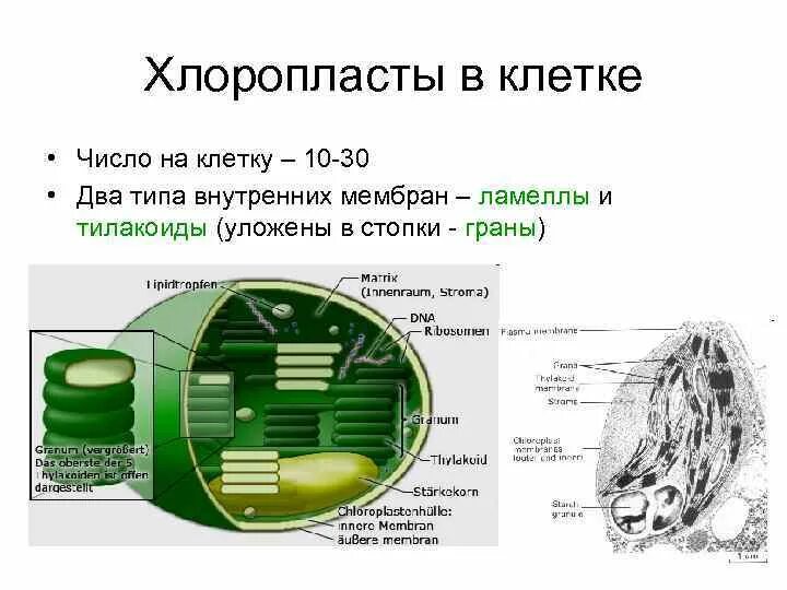 Складки внутри хлоропласта. Складки внутри хлоропласта
