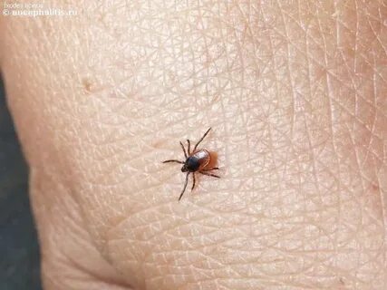 Есть ли в октябре клещи