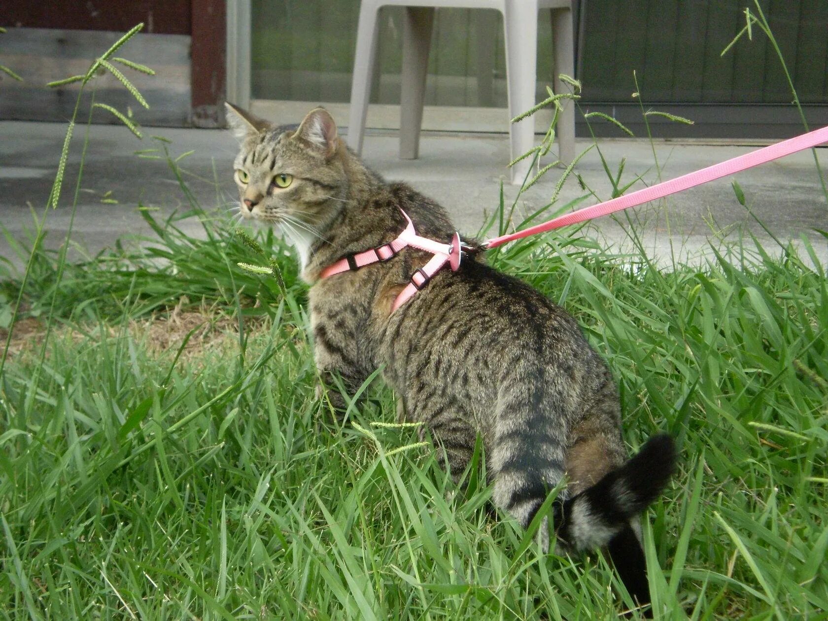 Прогулка кота. Коты на поводке. поводок для кота. кот на прогулке на поводке. кот на улице на шлейке.
